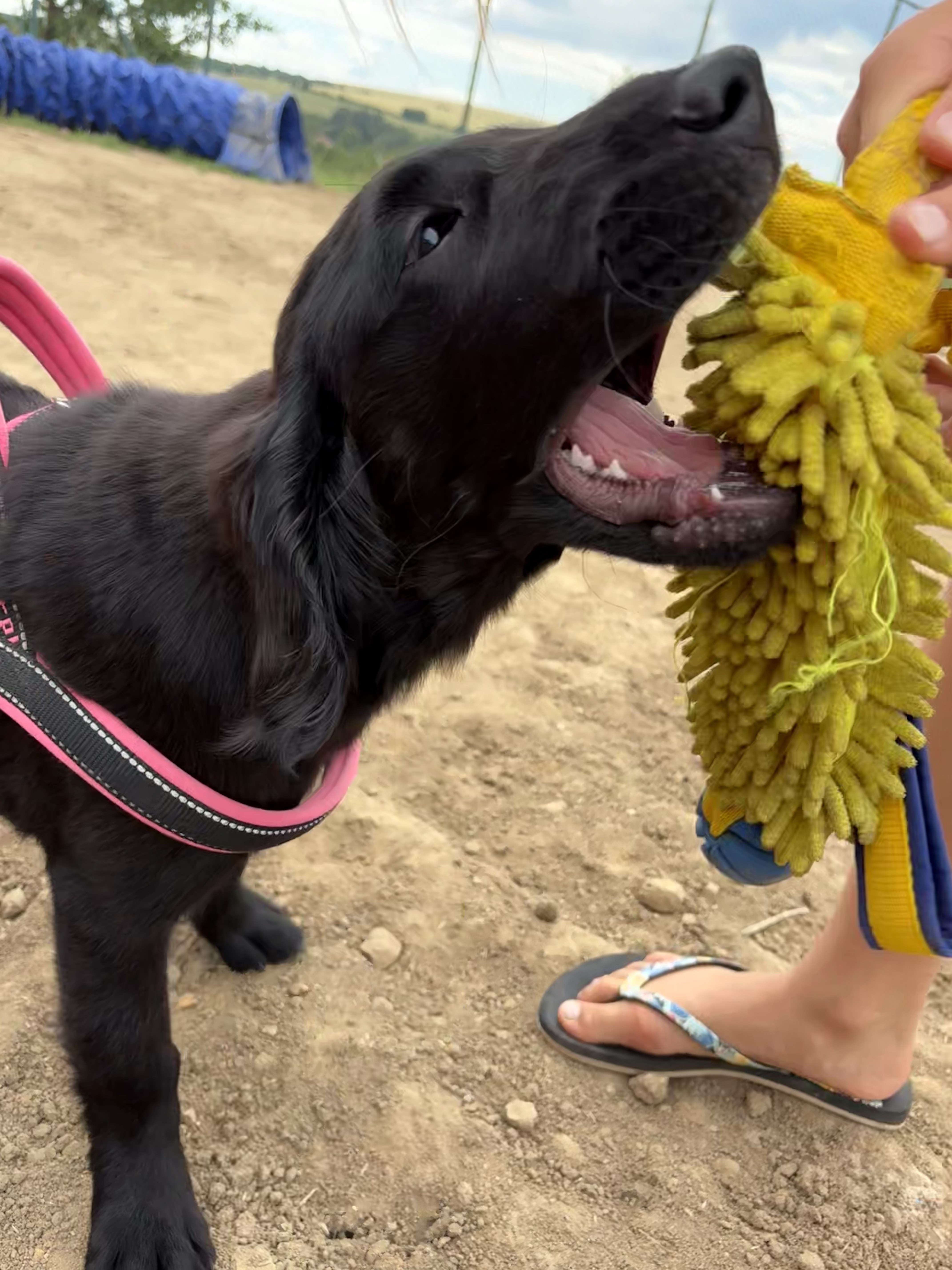 🐶 PŘÍMĚSTSKÝ TÁBOR SE PSY 